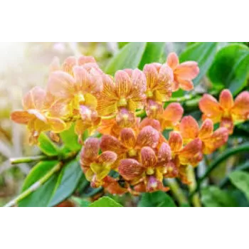 Sunlight Orchids Flower